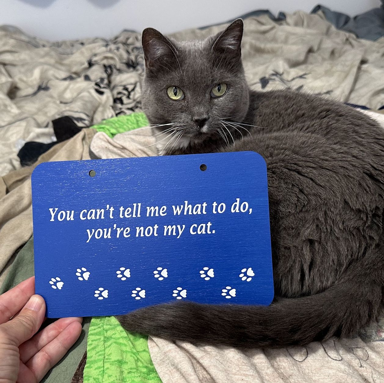 You're Not My Cat Sign